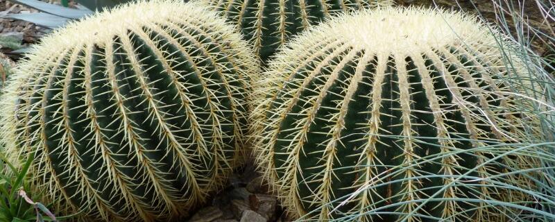 仙人球什么时候浇水