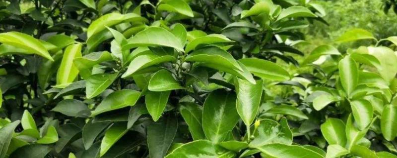 杀梢素有哪些药可以和乙烯利一起用吗