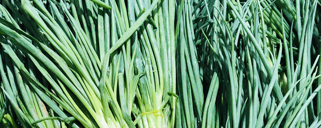 夏季大葱萎缩病如何防治