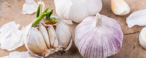 种大蒜能用鸡粪做底肥吗