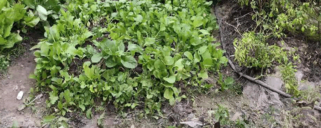 3月份蔬菜种植指导