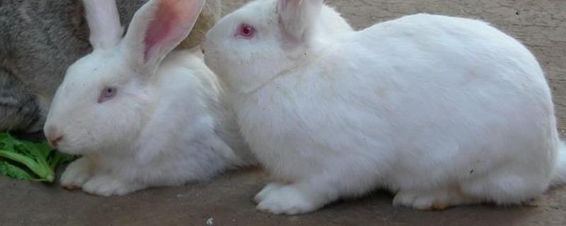 初次养兔养多少只合适幼兔死亡的几个原因