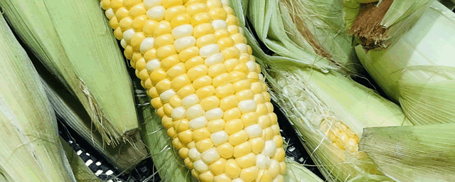 秋玉米最晚什么时候种