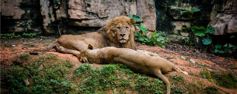 狮子喜欢吃什么水果