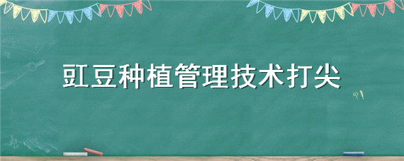 豇豆种植管理技术打尖