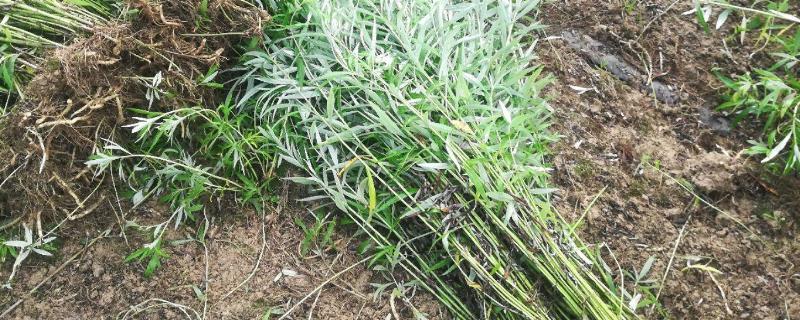 篱蒿菜生长环境篱蒿菜叶可以吃吗