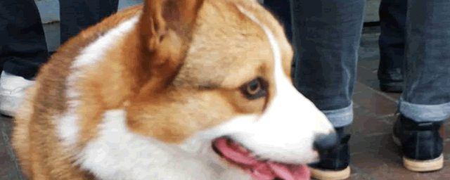 八哥犬多少钱一只