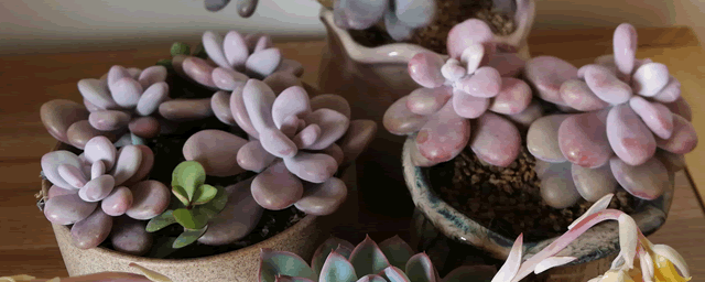 如何种植多肉植物