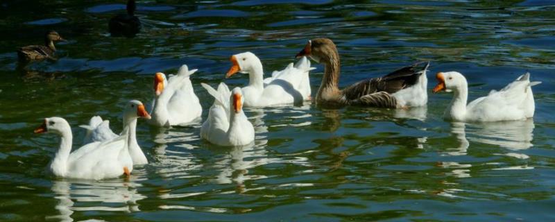 鹅几天下一个鹅蛋一般一次生几个蛋