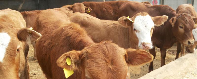 牛舔毛是怎么回事?用什么药?是缺什么微量元素