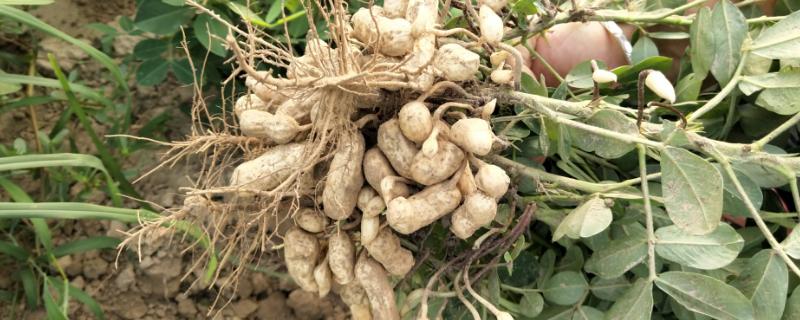 花生专用肥的最佳配方花生种植盖地膜好还是不盖地膜好