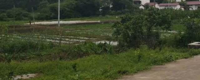 长出腿的小蝌蚪吃什么