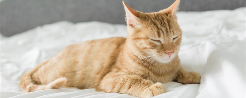 猫害怕什么气味