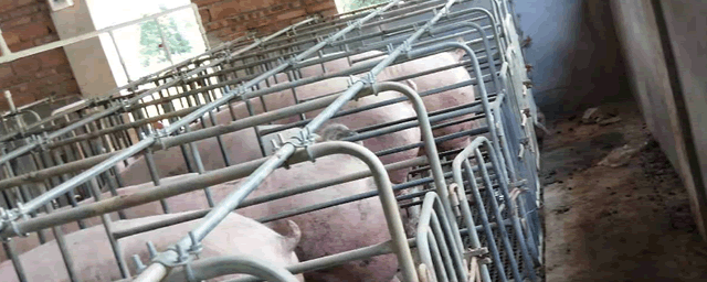 养殖巴马香猪赚钱吗