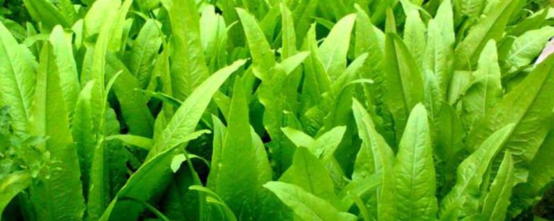 油麦菜种子怎么种油麦菜种子不催芽可以播种吗