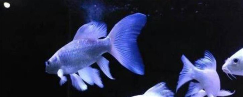 蝴蝶龙鲤能长多大