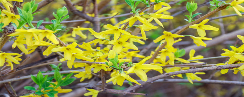 迎春花什么时候剪枝