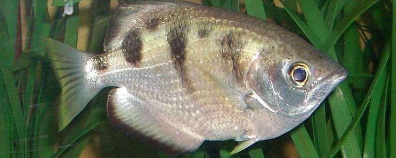 射水鱼生活在什么地方一般怎么捕食