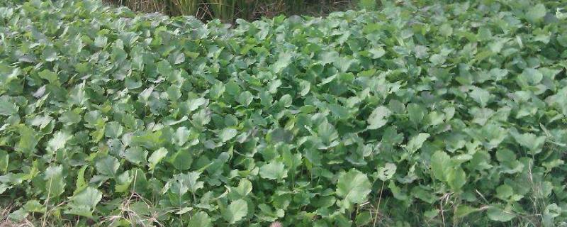 移栽油菜最晚什么时候苗多大可以移栽