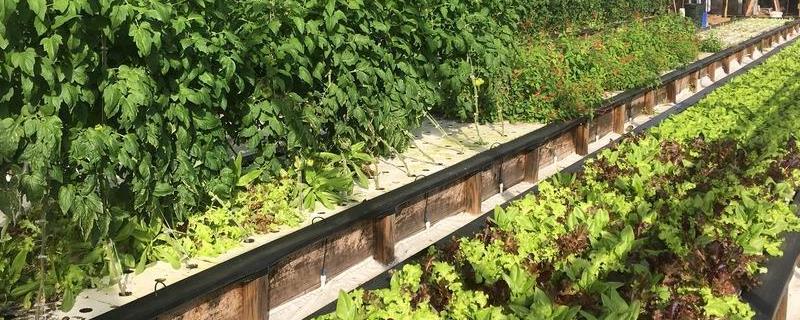 鱼菜共生为什么不推广是什么原理