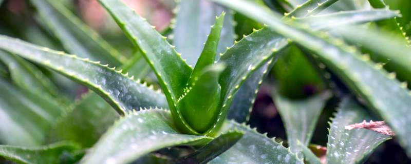 芦荟怎么施肥
