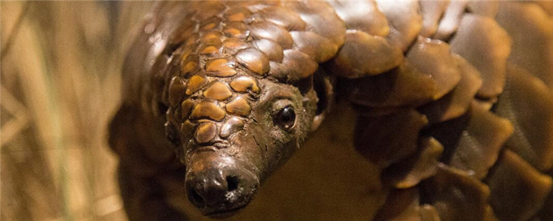 穿山甲喜欢吃什么