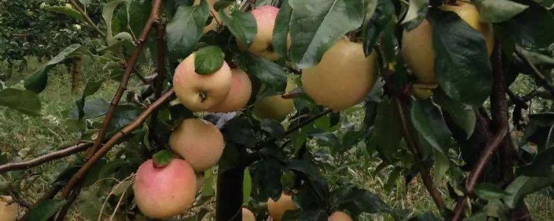 苹果摘袋后打什么杀菌药几天可以摘苹果