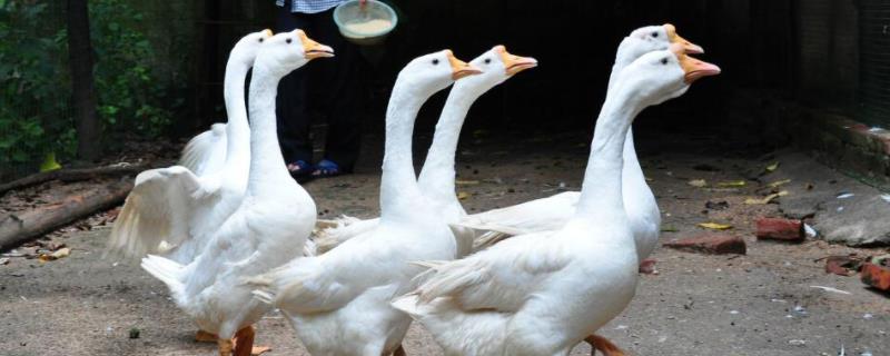 鹅长什么样子?喜欢吃什么