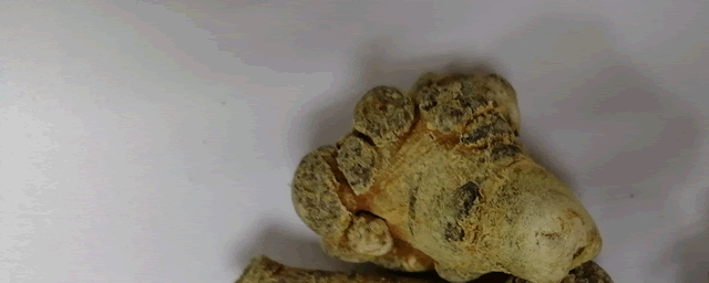 三七的头数是什么意思