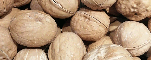 北方核桃几月份成熟