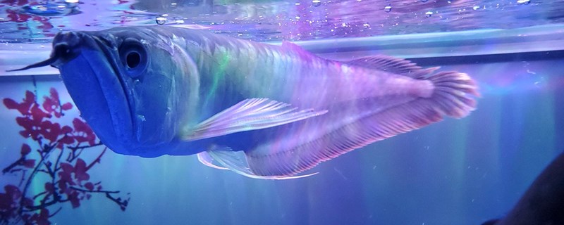 银龙鱼是不是热带鱼