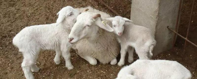小羊羔喘气急促站不起来症状羊羔低温用什么药治疗