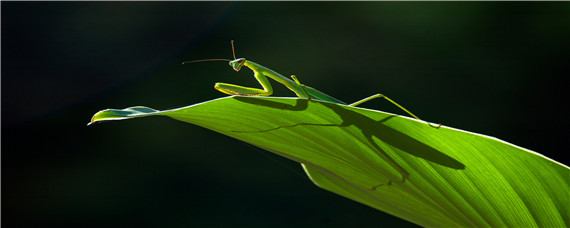 螳螂幼崽生下来吃什么