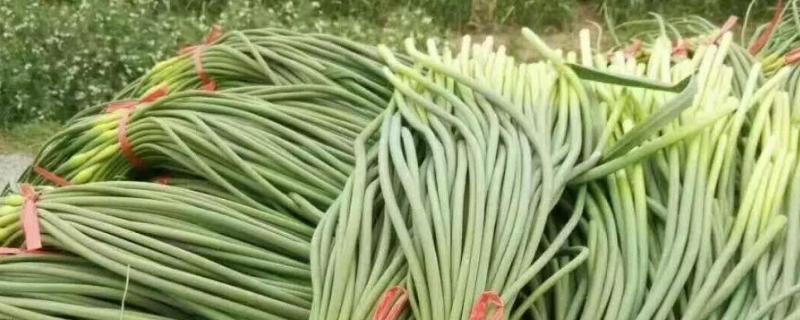 蒜苔亩产量一般多少斤蒜苔产地在哪里