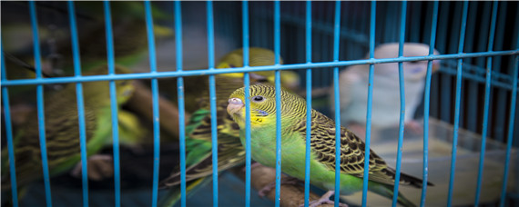 虎皮鹦鹉如何快速繁殖