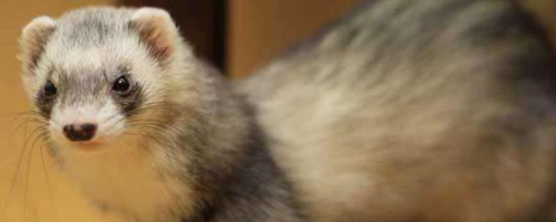 水貂的专业知识水貂皮草怎么看好坏