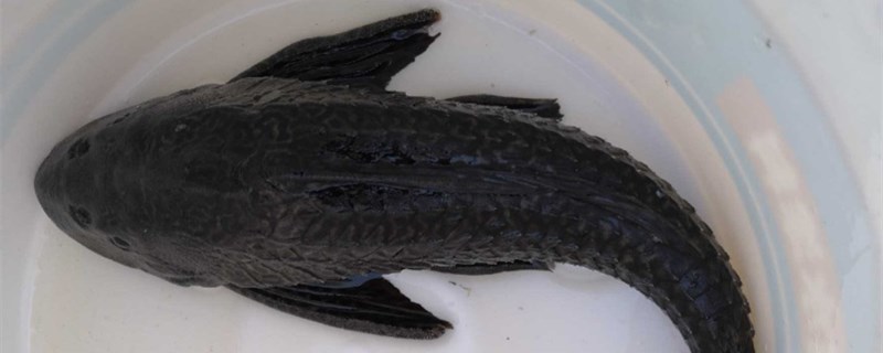 清道夫是不是热带鱼