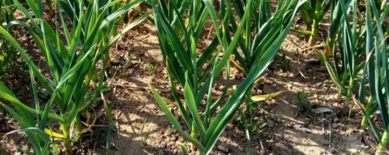 种蒜后的地适合再种什么菜沙土地能不能种蒜