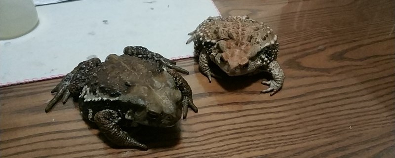 蟾蜍怕什么气味