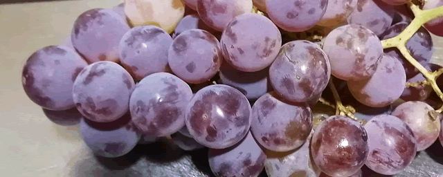 阳光玫瑰葡萄种植技术