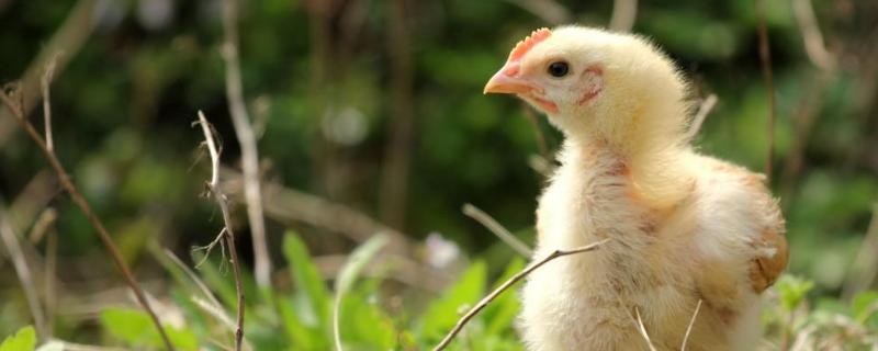 小鸡拉稀吃什么药是什么原因导致的