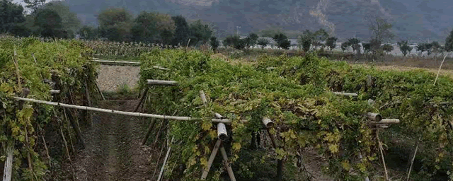 高白鲑多少钱一斤