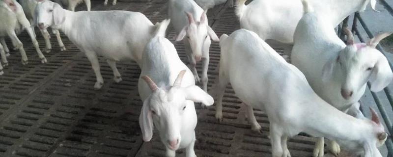 羊吃小苏打有什么功效和作用羊得了小反刍几天能好