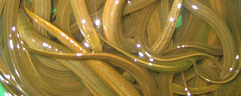 黄鳝吃什么食物怎么养冬天捕黄鳝的药叫什么