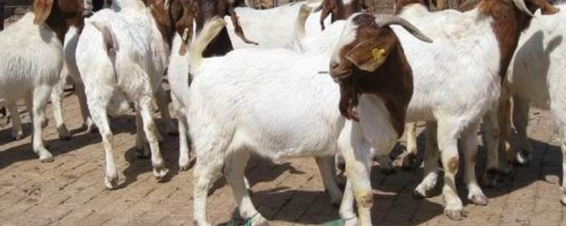 山羊一年繁殖几胎羊有几个奶