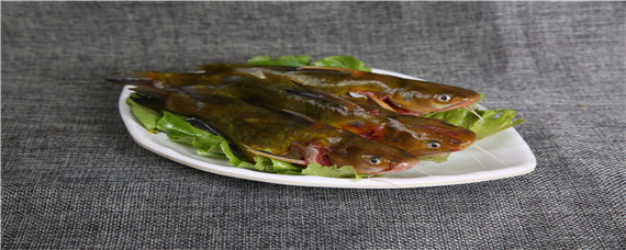 黄骨鱼吃什么饲料