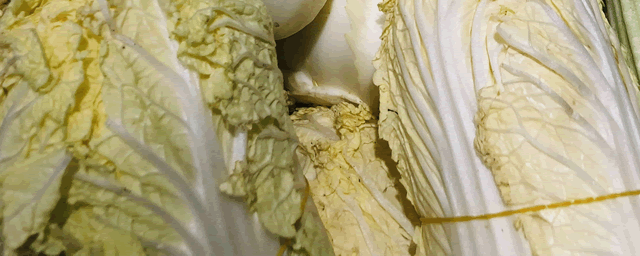 紫色大白菜是什么品种