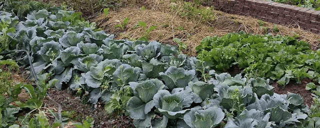 12个实用“小处方” 应对各种蔬菜种植难题