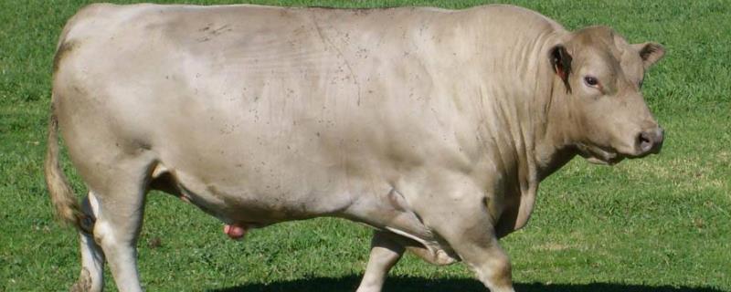 一头牛一年利润有多少附牛的养殖技术