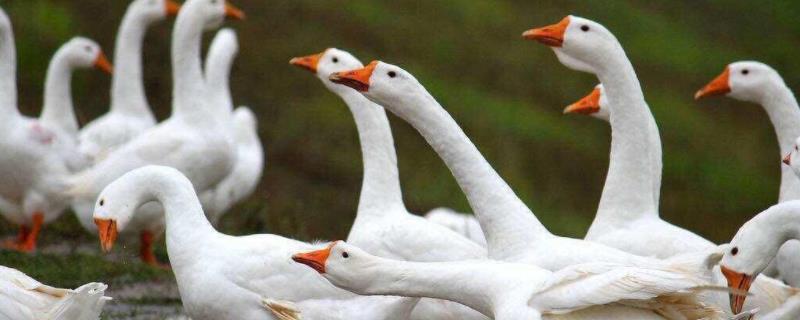 母鹅为什么要拔毛母鹅拔毛后几天能下蛋